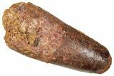 Fossil Spinosaurus Tooth - Feeding Worn Tip #357420-1